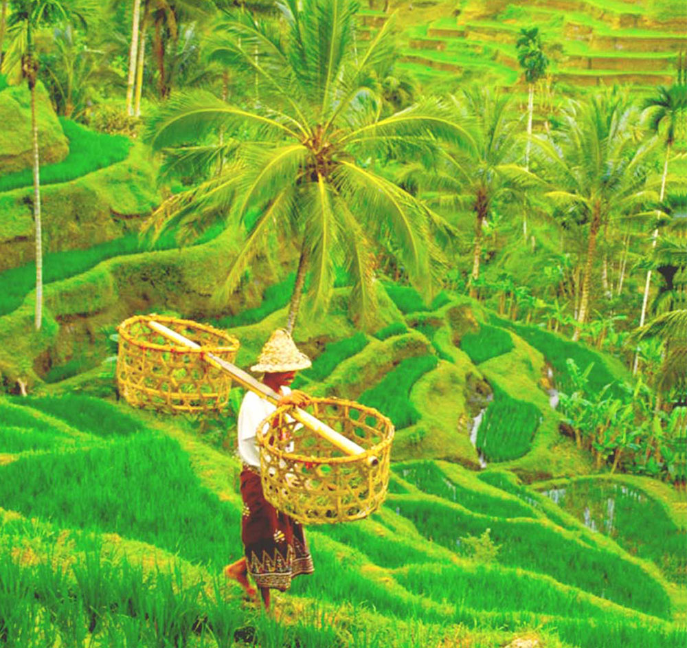 Bali Rice Fields in Ubud